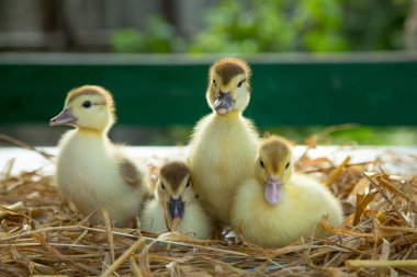 Dört sevimli ördek yavrusu bahçede samanlıkta masanın üzerinde oturuyor.