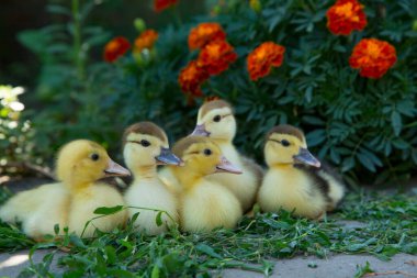 Beş ördek yavrusu çiçekli kadife çiçeklerinin arka planında oturur ve düğüm otu yerler.