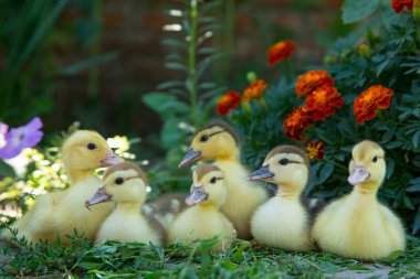 Altı ördek yavrusu çiçekli kadife çiçeklerinin arka planında oturur ve düğüm otu yerler.