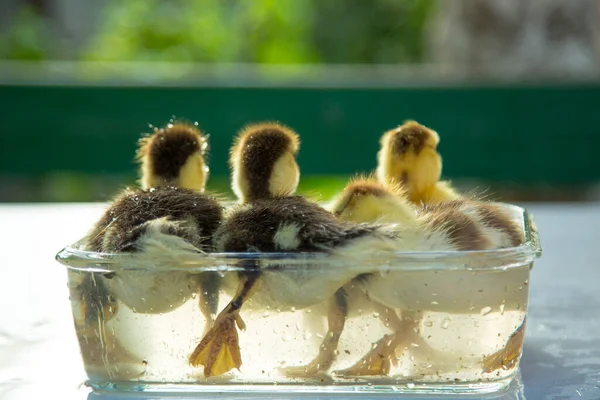 Cuatro Patitos Lindos Bañan Recipiente Vidrio Una Mesa Jardín —  Fotos de Stock