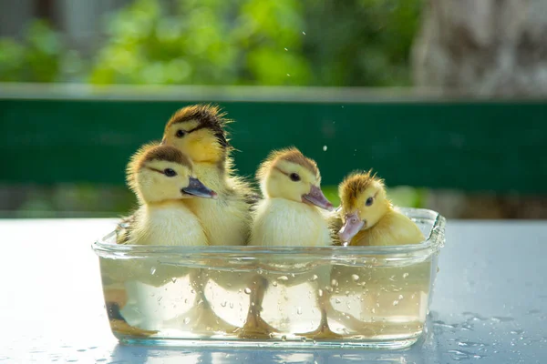 四只可爱的小鸭子在花园里的桌子上的玻璃瓶里洗澡 — 图库照片