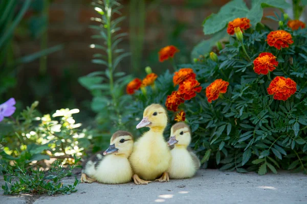 Tres Patitos Sientan Fondo Las Caléndulas Florecientes Comen Knotweed — Foto de Stock