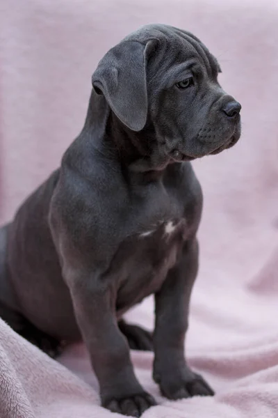 Cute Gray Puppy Cane Corso Sit Chair Pink Bedspread — Stock Photo, Image