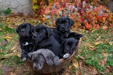 Beş sevimli köpek yavrusu Cane Corso - gri ve dört siyah hasır bir sepetin içinde, arka planda çok renkli yabani üzümlere karşı oturuyorlar.