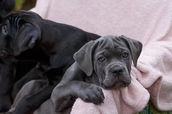 Twee Schattige Pups Cane Corso Grijs Zwart Zitten Een Stoel — Stockfoto