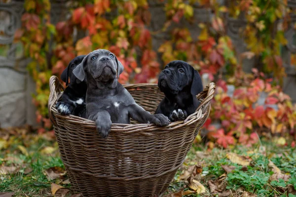 Drie Schattige Pups Cane Corso Grijs Twee Zwart Zitten Een — Stockfoto