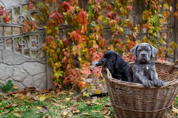 Twee Schattige Pups Cane Corso Grijs Twee Zwart Zitten Een — Stockfoto