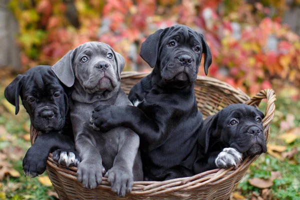 Vier Niedliche Welpen Cane Corso Grau Und Drei Schwarz Sitzen — Stockfoto