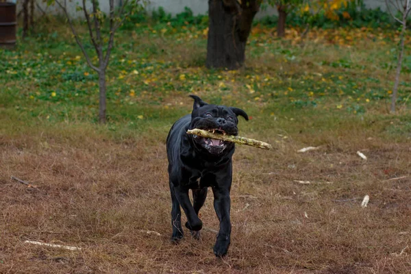 Enorme Perro Macho Divertido Raza Cane Corso Corre Con Palo —  Fotos de Stock