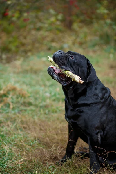 Retrato Perro Macho Negro Adulto Raza Cane Corso Con Palo — Foto de Stock