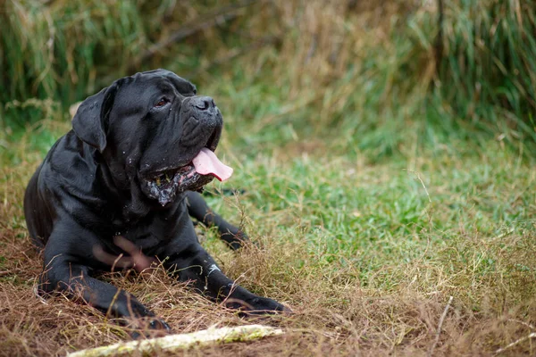 Retrato Macho Negro Adulto Cane Corso Acostado Sobre Hierba Jardín — Foto de Stock