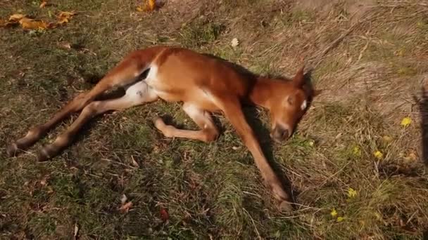 白い星が額に付いているかわいい新生児の茶色の胎児は 草の上で甘く眠る 時には迷惑なハエから微調整 — ストック動画
