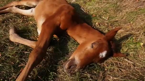 白い星が額に付いているかわいい新生児の茶色の胎児は 草の上で甘く眠る 時には迷惑なハエから微調整 — ストック動画