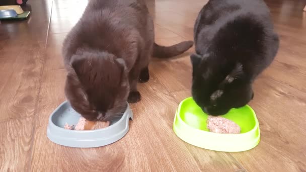 Britské Černé Hnědé Skotské Kočky Kočičí Žrádlo Svých Plastových Talířů — Stock video
