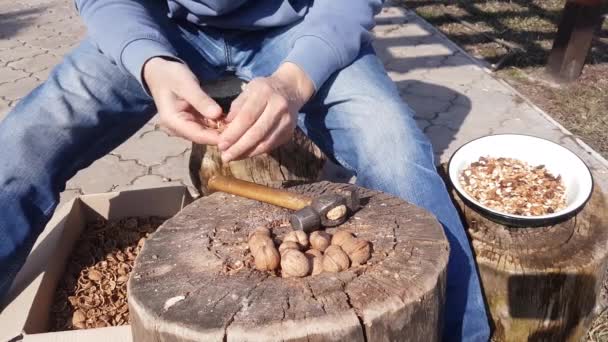 Разбивание Грецких Орехов Молотком Пне — стоковое видео