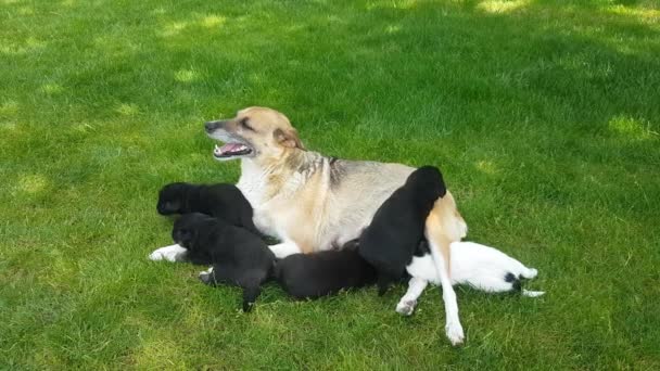 Red Haired Mongrel Dog Breastfeeds Her Newborn Puppies Green Lawn — Stock Video