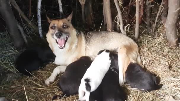 红狗妈妈Mongrel在巢穴里给新生的小狗喂奶 — 图库视频影像