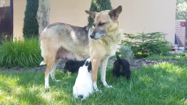 Filhotes Cachorro Chupar Leite Cão Rafeiro Gramado Verde Quintal — Vídeo de Stock