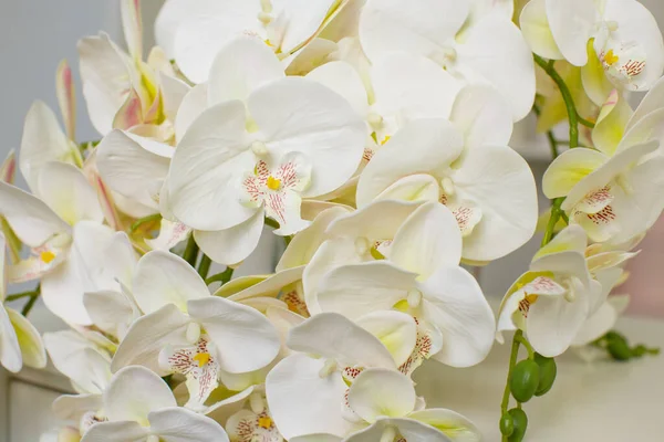 Τεράστια Γιρλάντα Από Διακοσμητικά Λουλούδια Ορχιδέας Από Λευκό Λεμόνι — Φωτογραφία Αρχείου