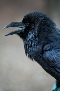 Close-up portrait of a beautiful large black raven with an open beak