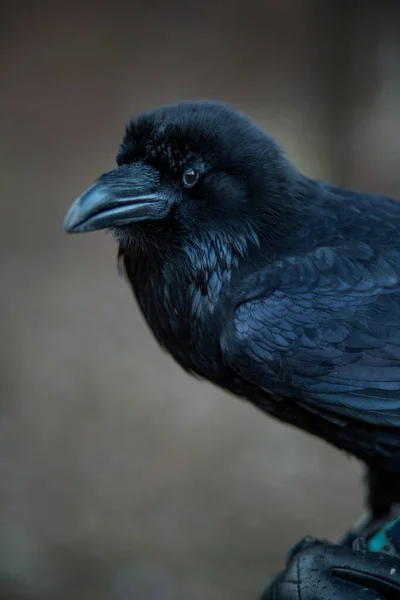 Close Portrait Beautiful Large Black Raven — Fotografia de Stock