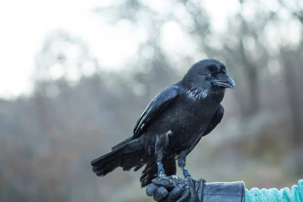 Black raven sits on a hand in a leather glove outdoors