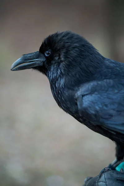 Close Portrait Beautiful Large Black Raven — Stockfoto