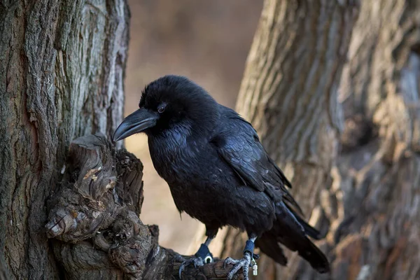 Close Beautiful Big Black Crow Perched Tree — Stockfoto