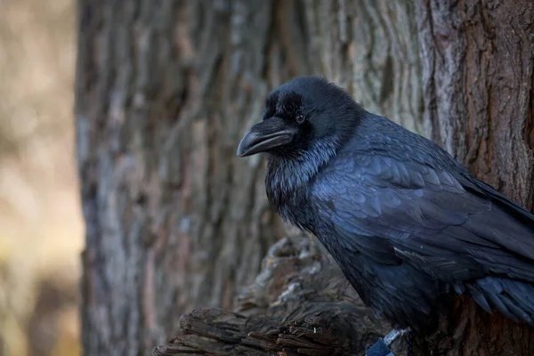Close Beautiful Big Black Crow Perched Tree — Stockfoto