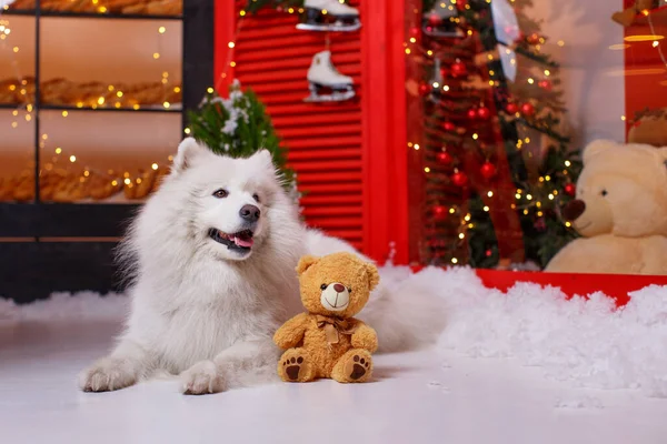 Ein Weißer Flauschiger Samojew Liegt Mit Einem Teddybär Neujahrsschmuck Auf — Stockfoto