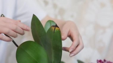 Pencere kenarındaki falaenopsis orkidesinin hastalık yapraklarını inceleyen bir kadın. Kapatın. Çiçek yetiştirme konsepti