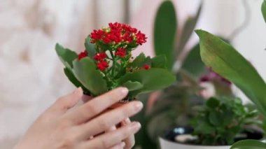 Bir kadın genç bir Kalanchoe bitkisini tencerede inceliyor. Yakın plan. Çiçek ve bitki yetiştirme konsepti.