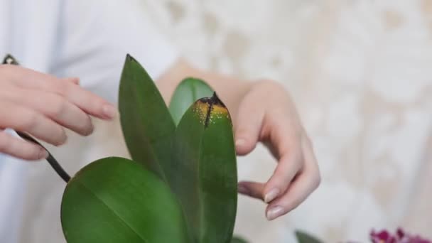 Una Mujer Examina Las Hojas Enfermas Orquídea Phalaenopsis Alféizar Ventana — Vídeo de stock