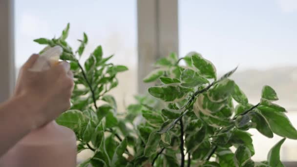Dłonie Kobiety Spryskują Zielone Liście Fikusa Zbliżenie Zwolnij Trochę Okno — Wideo stockowe