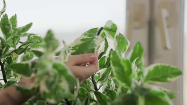 Dłonie Kobiety Wycierają Zielone Liście Fikusa Wilgotną Ściereczką Zbliżenie Okno — Wideo stockowe