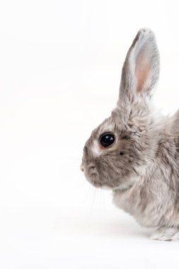 Beyaz arka planda dekoratif gri tavşan. Yandaki ağızlık portresi. Uzayı kopyala Dikey oryantasyon. Hayvanlar için reklam ürünleri kavramı.