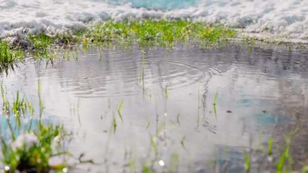 春天的水滴滴在水坑里 靠近嫩绿的草丛 天空在水中的倒影 — 图库视频影像