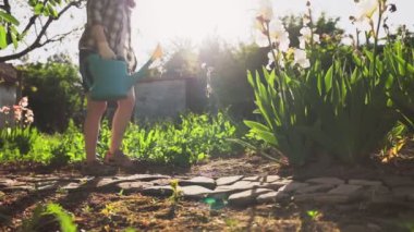 Kadın yeşil bezelye çalıları ve teneke bezelyelerle yataklara gider ve onları bir su bidonuyla sular. Bacaklara ve bitkisel yataklara yakın çekim. Organik tarım kavramı.