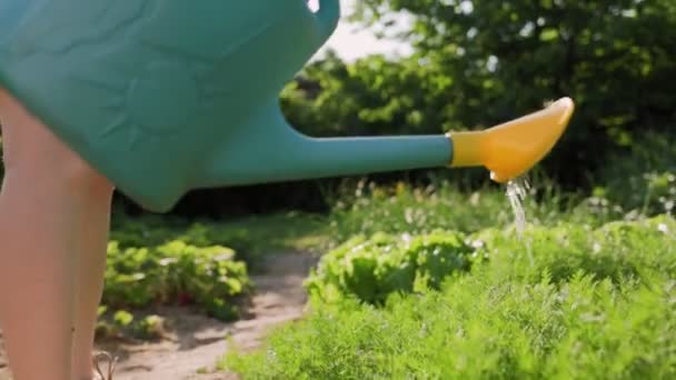 Jardinería Verano Una Mujer Acerca Los Lechos Eneldo Los Riega — Vídeo de stock