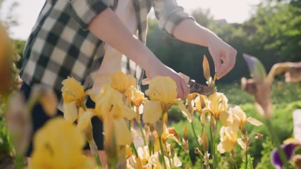 Kobieta Odcina Suszone Kwiaty Krzakach Tęczówki Suszonymi Śliwkami Promienie Słońca — Wideo stockowe