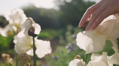 Kadınların elleri süsen çiçeklerine dokunur, kurumuş çiçekleri koparır. Kapatın. Yaz bahçıvanlığı.