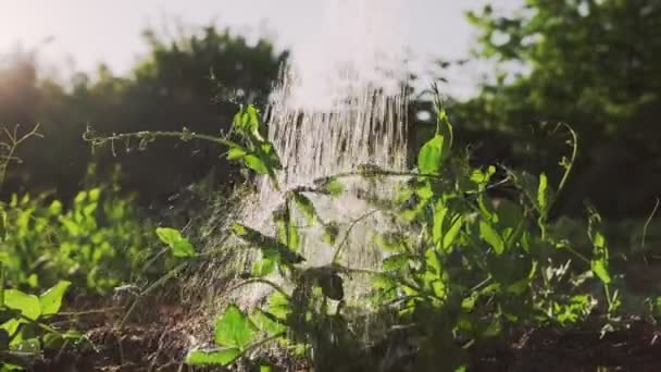 緑の新鮮なエンドウ豆の茂みは散水缶から水を与えられます 一番下だ 陽射し 有機農業と園芸の概念 — ストック動画