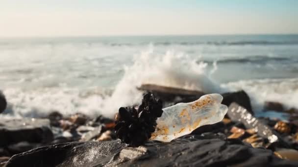 Old Dirty Plastic Bottles Lying Wild Beach Sea Surf Background — Stock Video