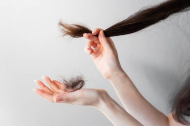 Woman's hands hold the tips of the brunette hair and shows a bunch of fallen hair. Gray background. Concept of alopecia and hair problems.