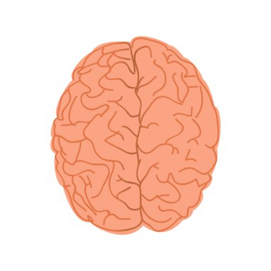 beyaz zemin üzerinde insan beyni