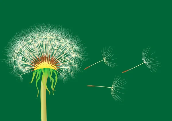 Dandelion on a green background — Stock Vector