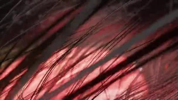 Μακριά Μαλλιά Κινούνται Στον Άνεμο Φόντο Κόκκινο Φως Γραμμένο Αφηρημένο — Αρχείο Βίντεο