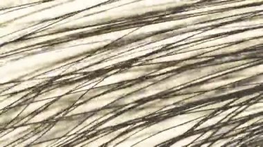 Açık arkaplanda uzun saçlar sallamaya yakın. döngülü canlandırma