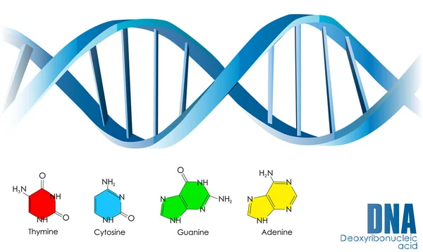 Vecteur d'ADN — Image vectorielle