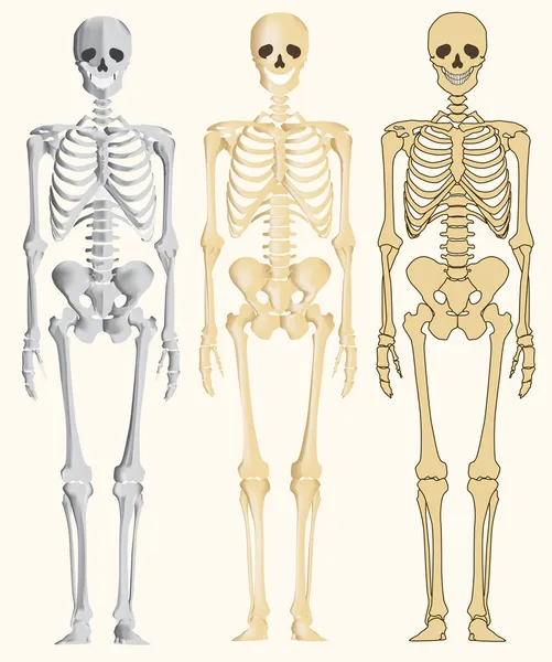 Szkielet ludzki — Wektor stockowy